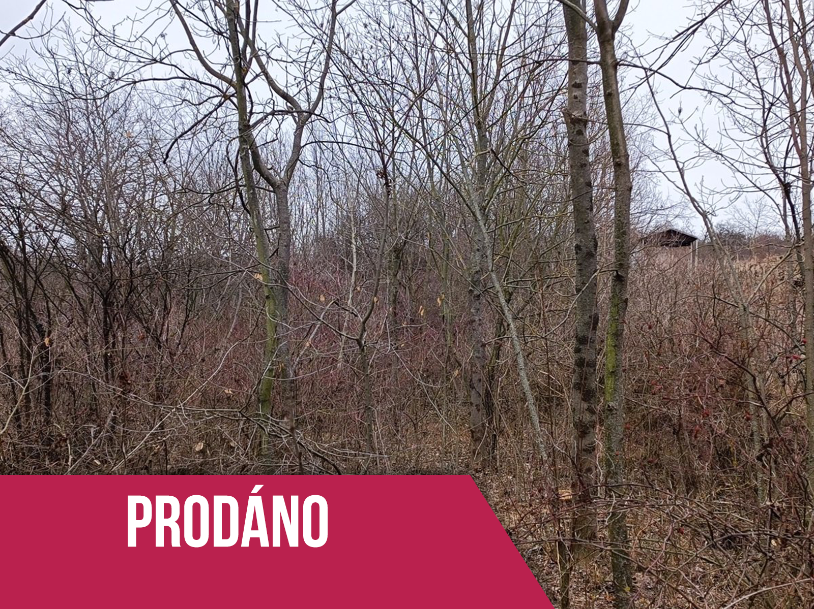 Prodej zahrady 4293 m2, Židlochovice