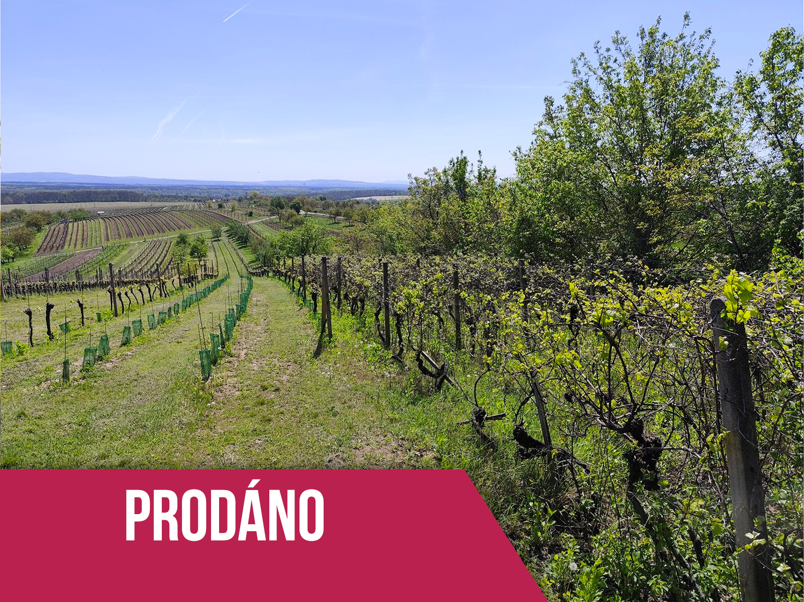 Prodej vinohradu v Mutěnicích 1828 m2